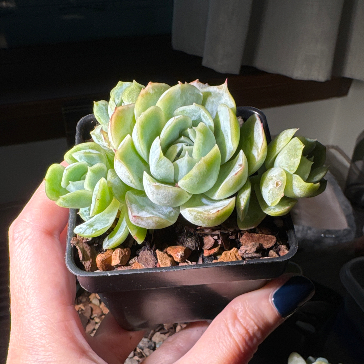 Photo of the plant species Echeveria 'Raspberry Ice' by @Justine named Rhonda on Greg, the plant care app
