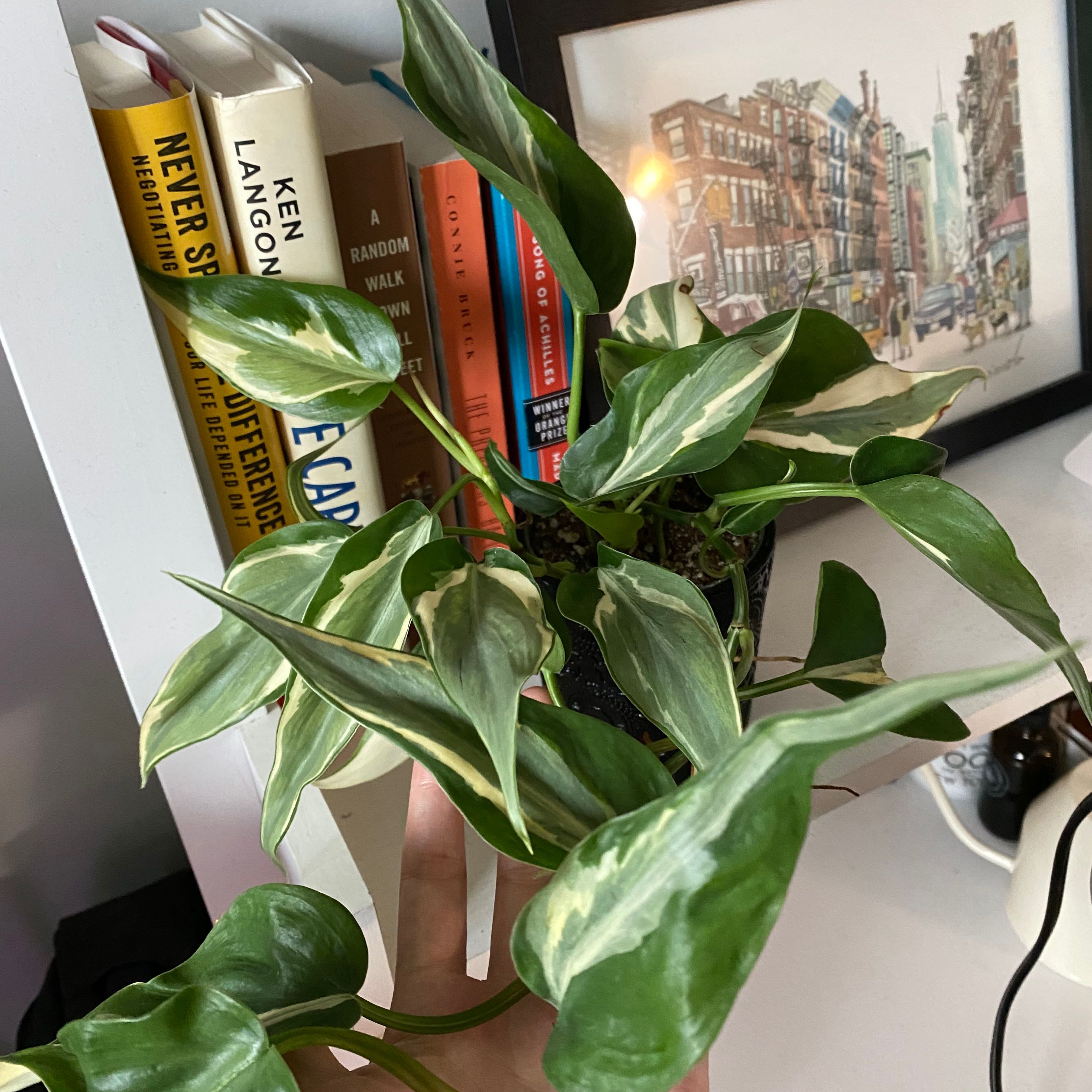 Philodendron 'Rio' plant with variegated leaves, held by a hand, books and a framed picture in the background.