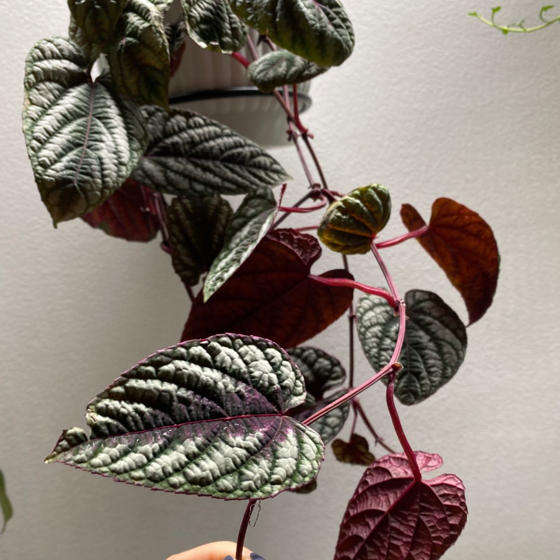 Rex Begonia Vine with textured green, purple, and red leaves. Hand visible.
