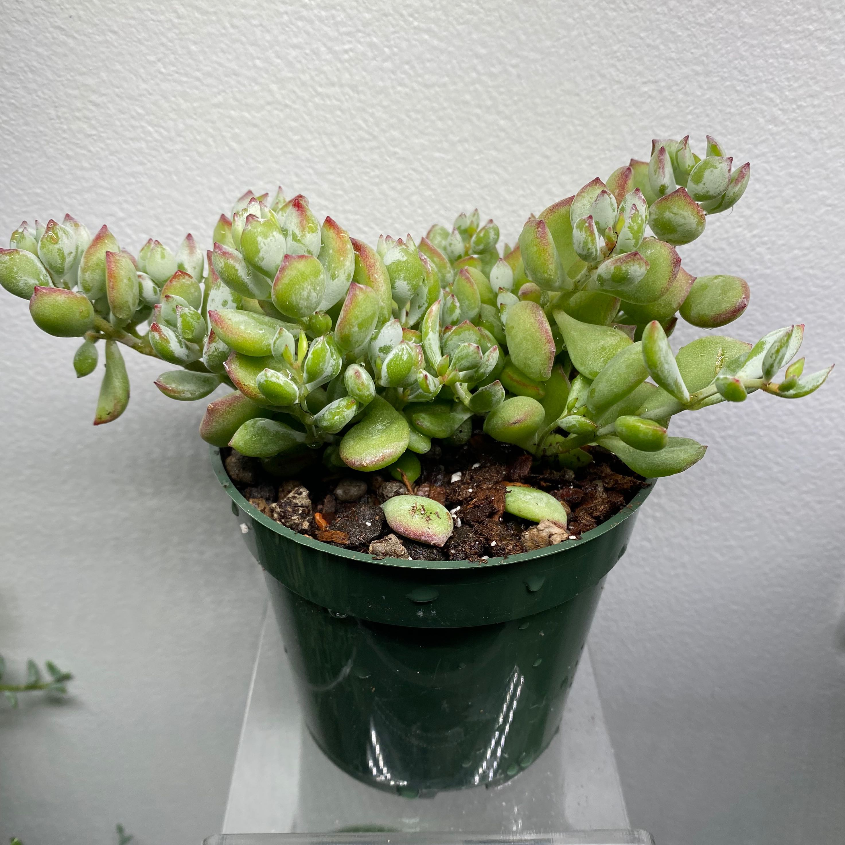 Healthy Cliff Cotyledon succulent in a green pot with plump green leaves and red tips.