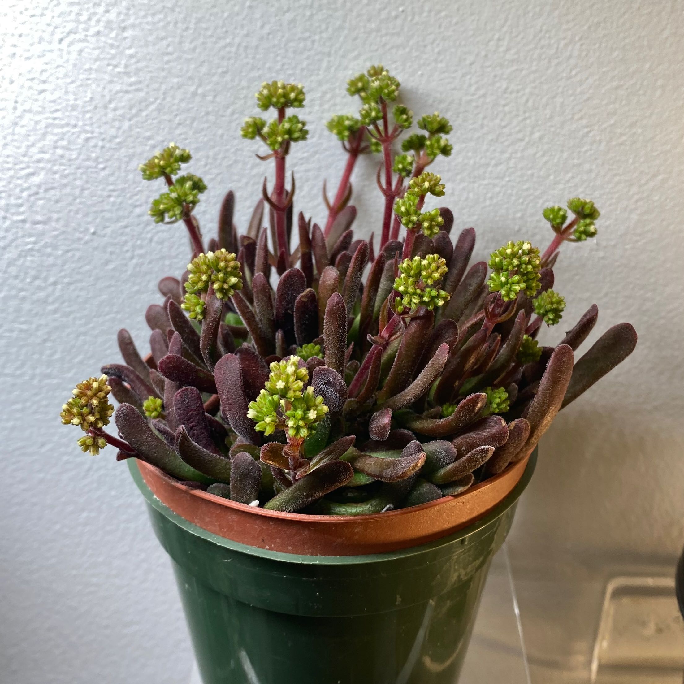 Potted Small Red Carpet succulent with reddish leaves and green flower buds.