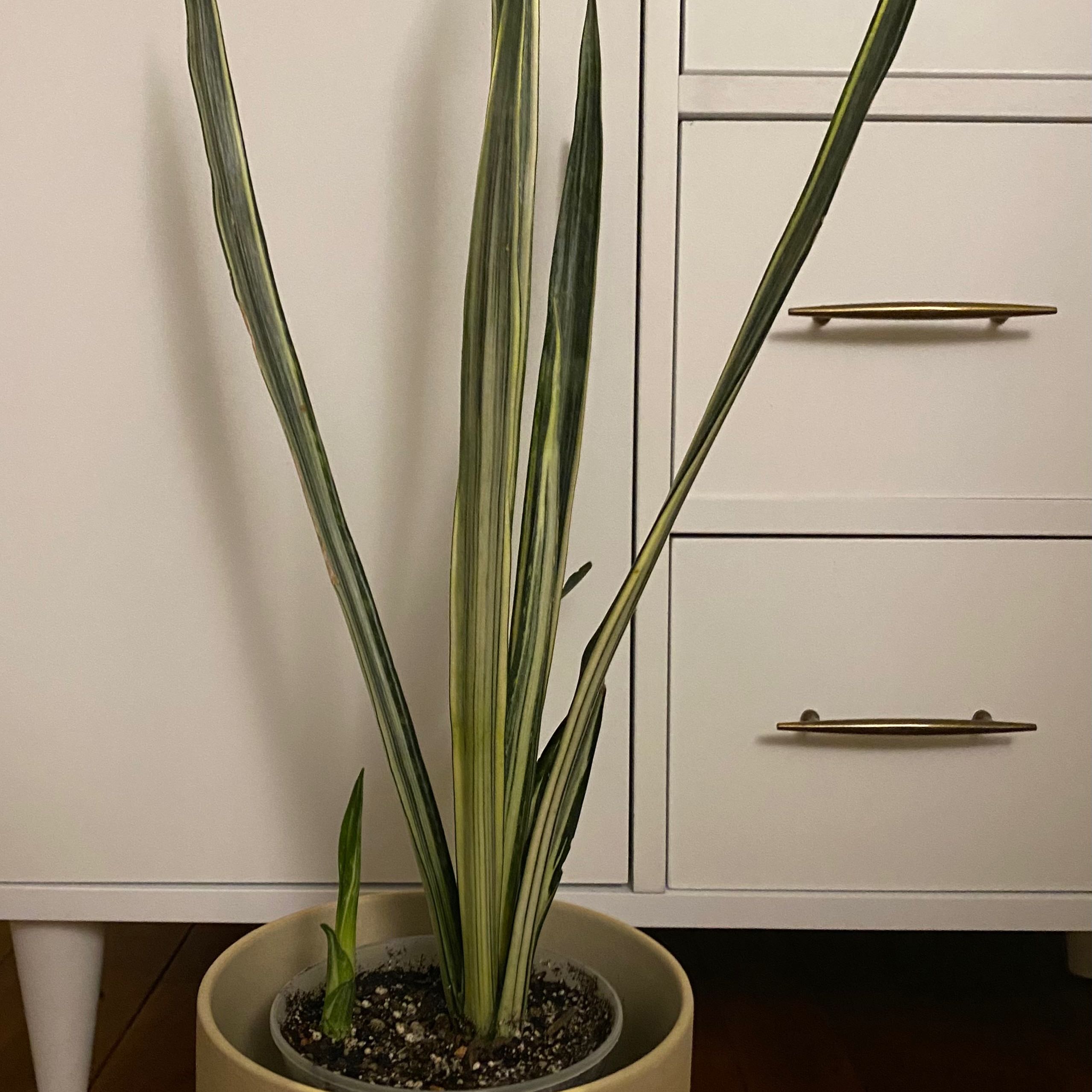 White Sansevieria plant in a pot with variegated leaves, healthy appearance.