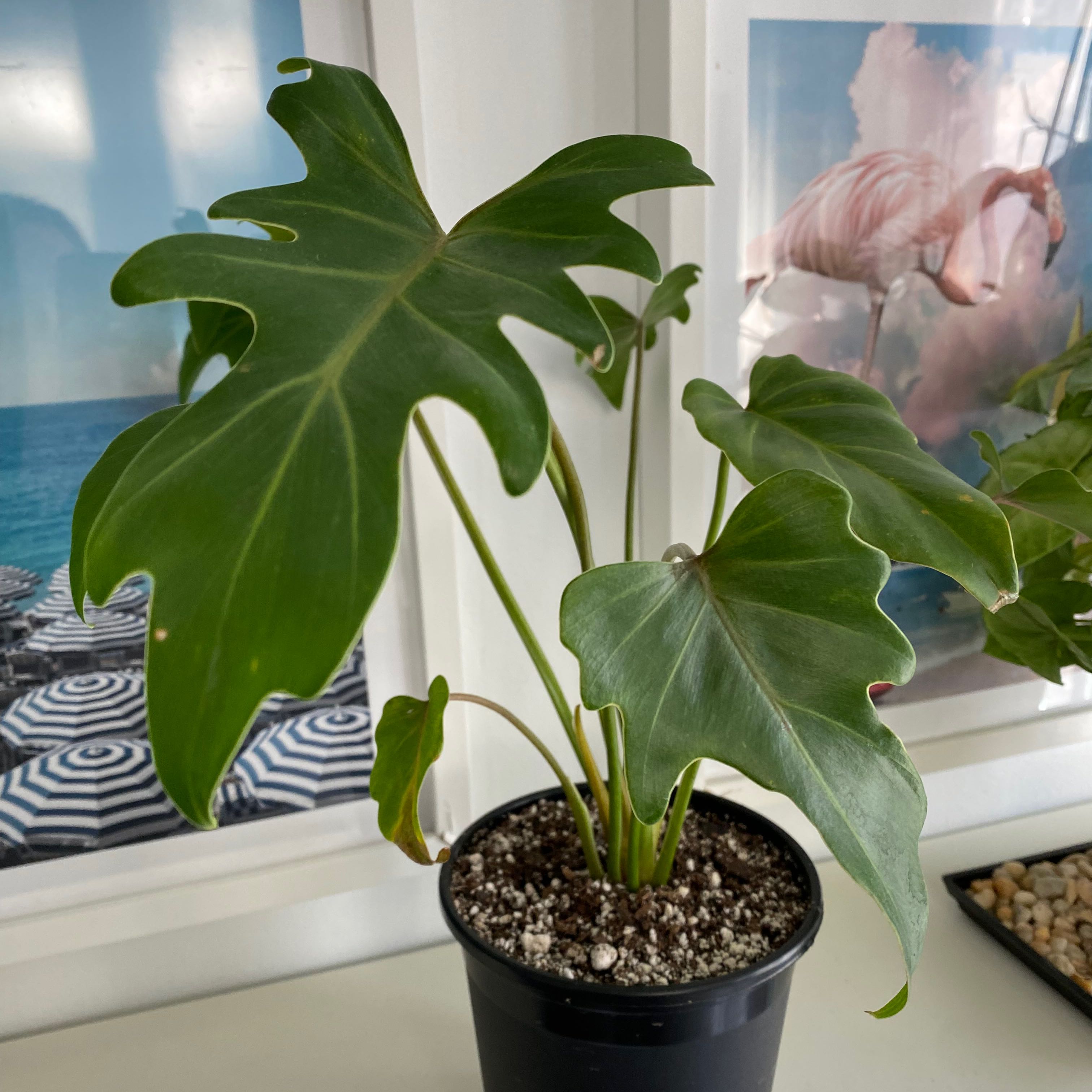 Photo of the plant species Philodendron Deja Vu by @Justine named Velma on Greg, the plant care app