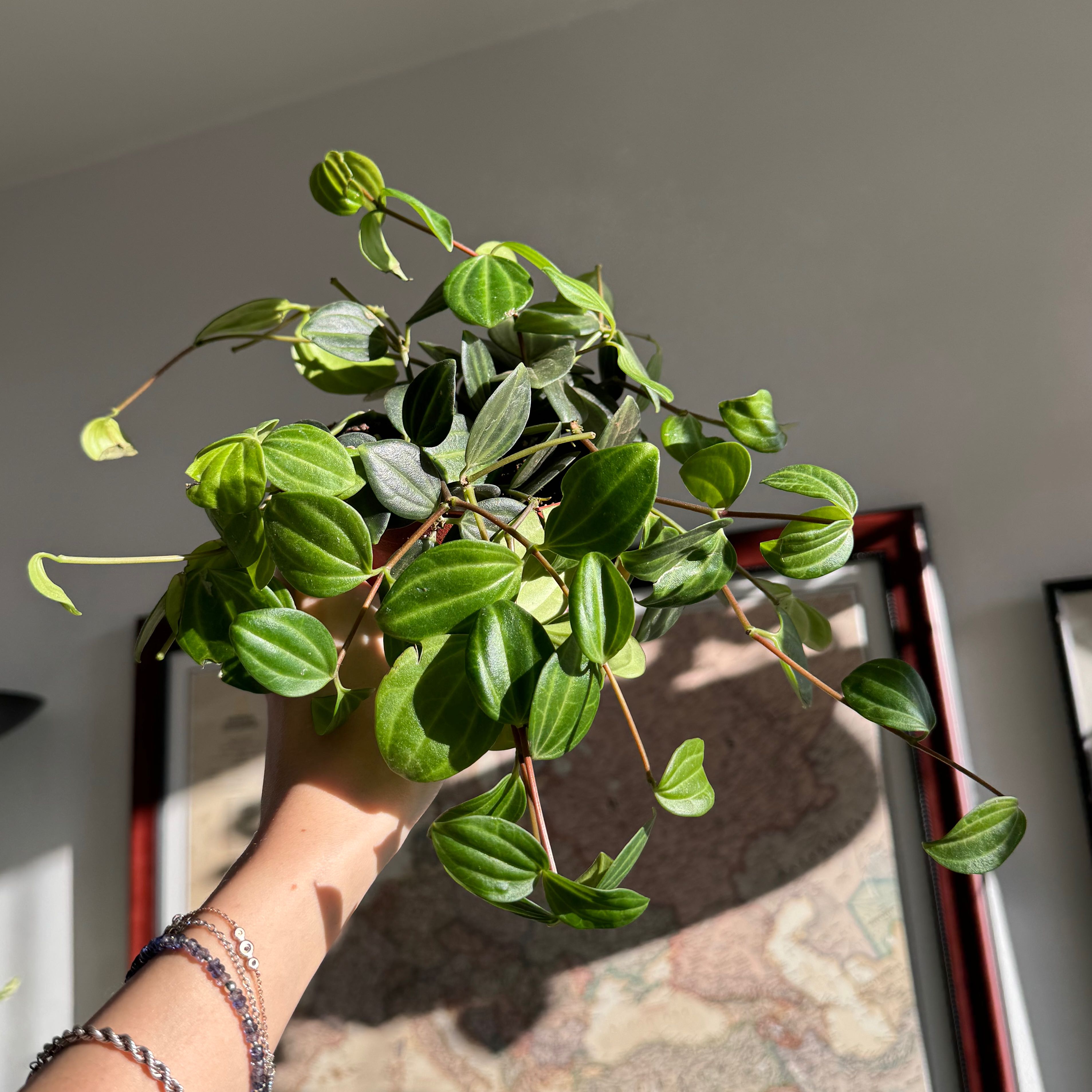 Healthy Beetle Peperomia plant with vibrant green leaves held by a hand.