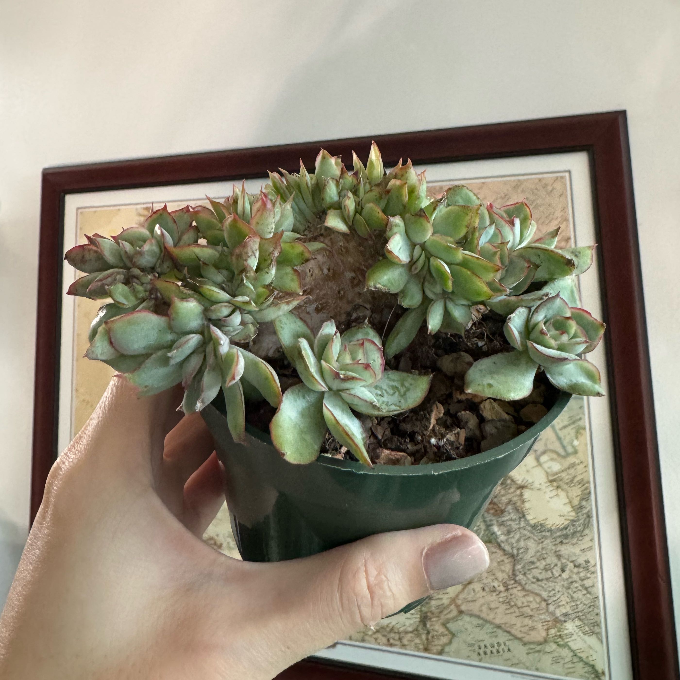 Photo of the plant species Crested Echeveria Moon Gad by @Justine named Glinda on Greg, the plant care app