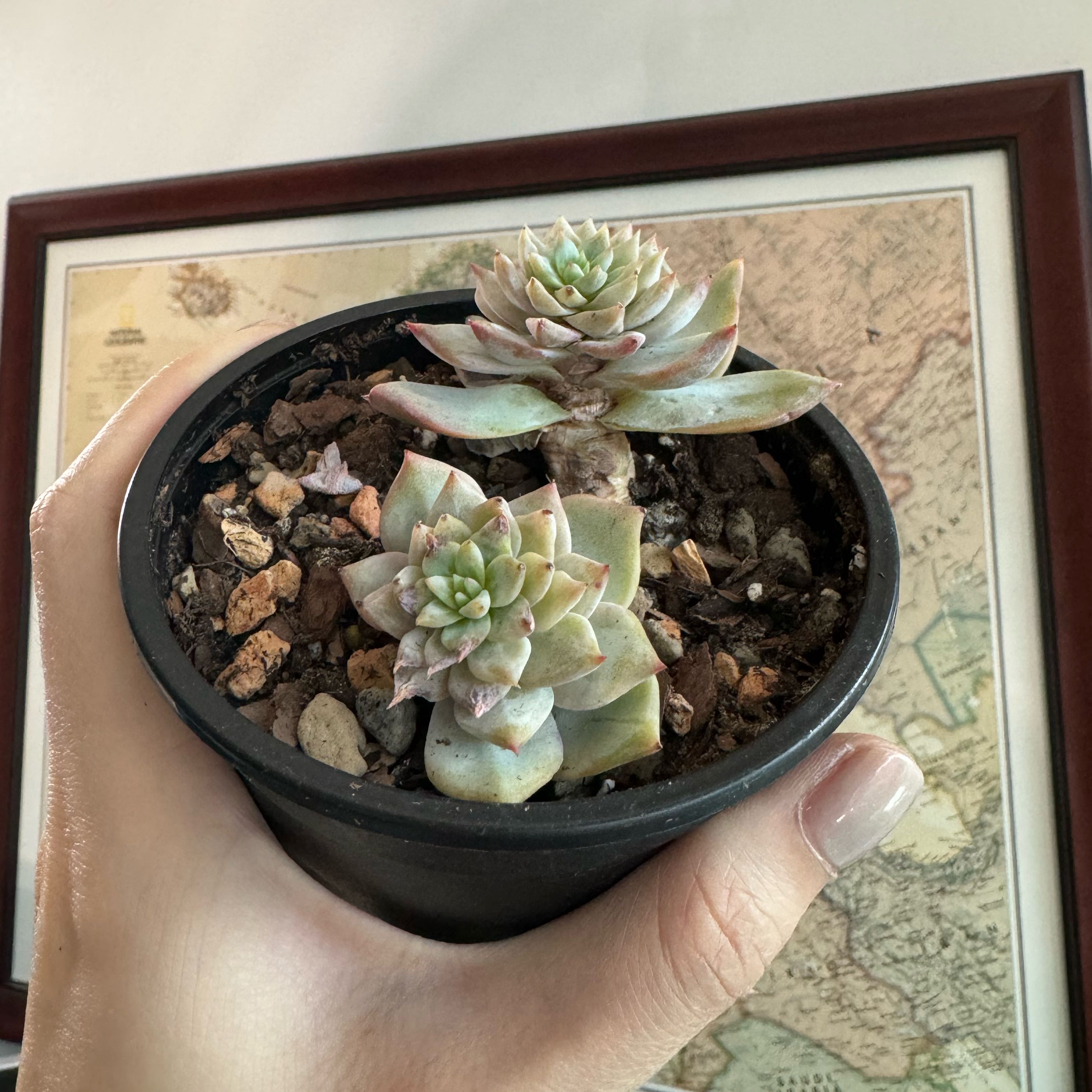 Photo of the plant species Echeveria 'Bluebird' by @Justine named Brady on Greg, the plant care app