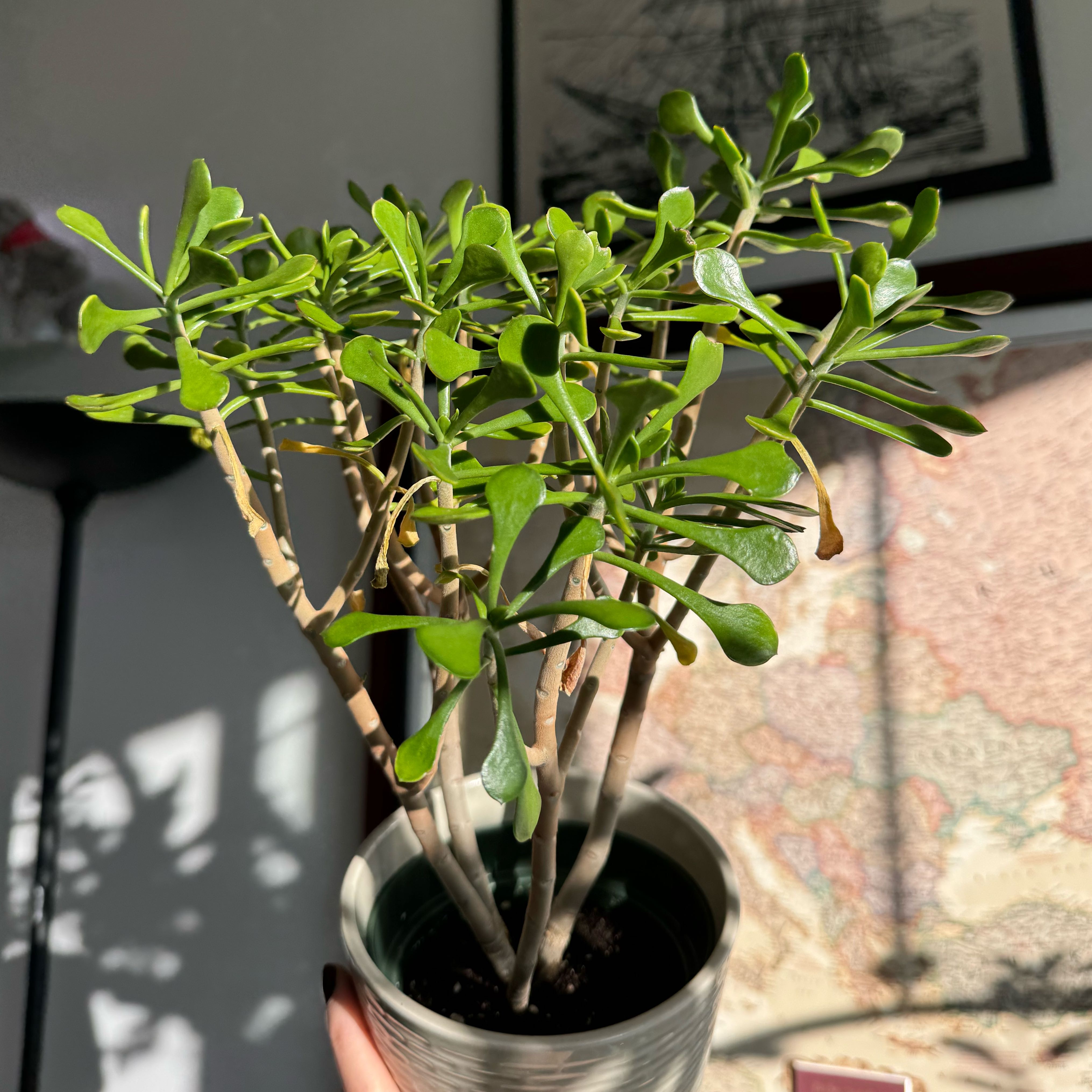 Photo of the plant species Tree Kalanchoe by @Justine named Tilly on Greg, the plant care app