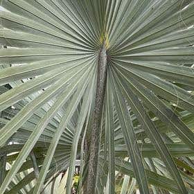 Photo of the plant species Florida Thatch Palm by @JuicyRedpagoda named Treeyoncé on Greg, the plant care app