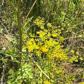 Photo of the plant species Wild Parsnip by @JuicyRedpagoda named Tolkien on Greg, the plant care app