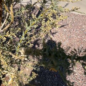 Photo of the plant species Elephant Tree by @JuicyRedpagoda named Harper on Greg, the plant care app
