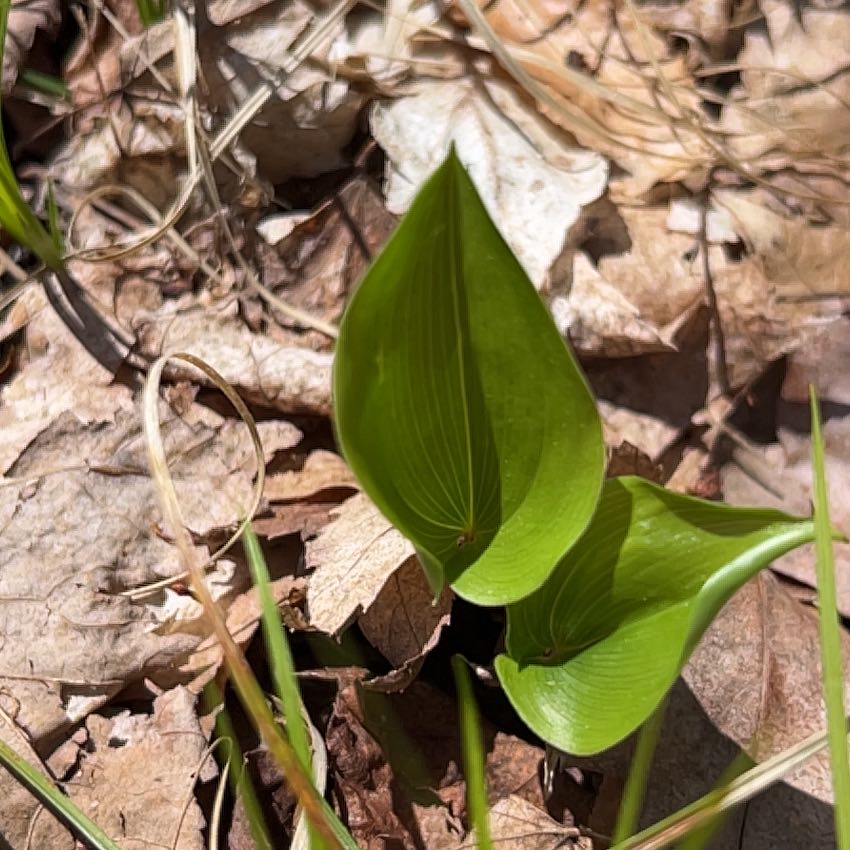 Photo of the plant species Canada Mayflower by @JuicyRedpagoda named Diana on Greg, the plant care app