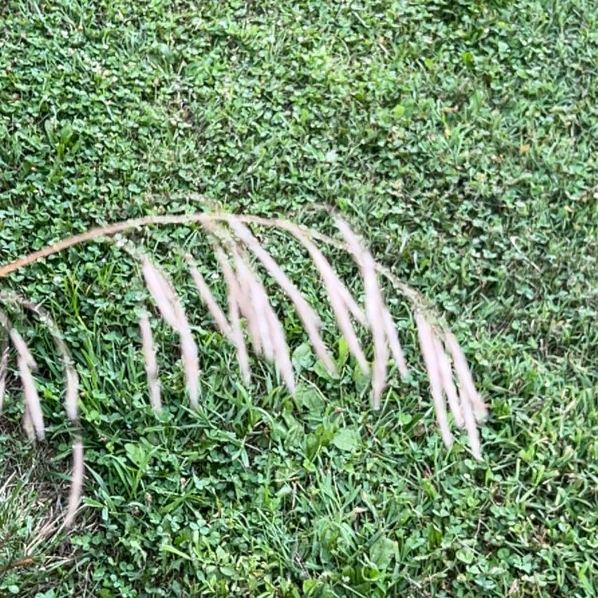 Photo of the plant species Reed Canarygrass by @JuicyRedpagoda named Athena on Greg, the plant care app