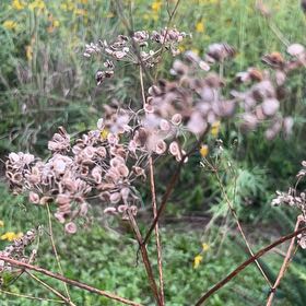 Photo of the plant species Wild Parsnip by @JuicyRedpagoda named da Vinci on Greg, the plant care app