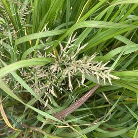 Photo of the plant species Johnsongrass by @JuicyRedpagoda named Sproutacus on Greg, the plant care app