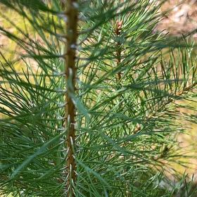 Photo of the plant species Scots Pine by @JuicyRedpagoda named Cleopatra on Greg, the plant care app
