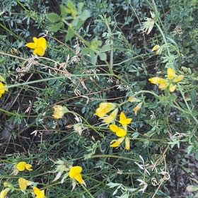 Photo of the plant species Alfalfa by @JuicyRedpagoda named Athena on Greg, the plant care app