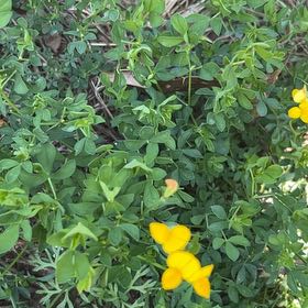 Photo of the plant species Bird's-Foot Trefoil by @JuicyRedpagoda named Harmony on Greg, the plant care app