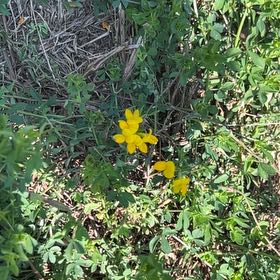 Photo of the plant species Bird's-Foot Trefoil by @JuicyRedpagoda named Muhammad Ali on Greg, the plant care app
