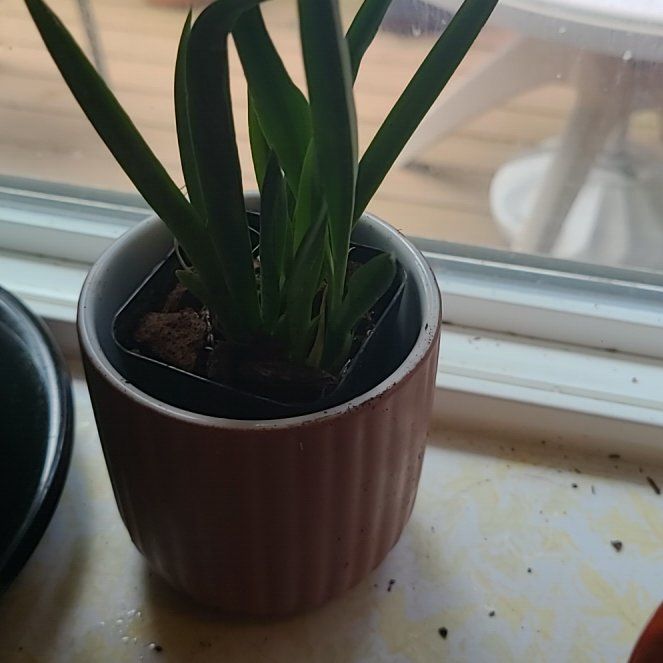 Photo of the plant species Orchid Tree by @StockyPilea named Rainier on Greg, the plant care app