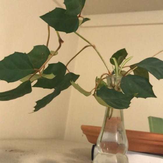 Photo of the plant species Kangaroo Vine by @SlickEggplant named Commissioner on Greg, the plant care app