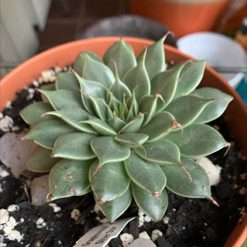 Photo of the plant species Graptoveria 'Silver Star' by @LordPecan named Miley-Graptoveria on Greg, the plant care app