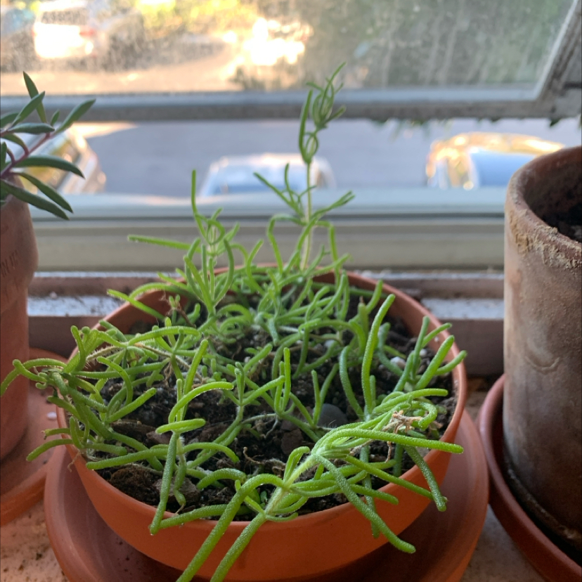 Photo of the plant species Hairy Dewflower by @LordPecan named Achilles- on Greg, the plant care app