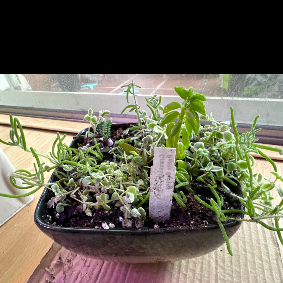 Photo of the plant species Crassula 'Petite Bicolor' by @LordPecan named Eva on Greg, the plant care app