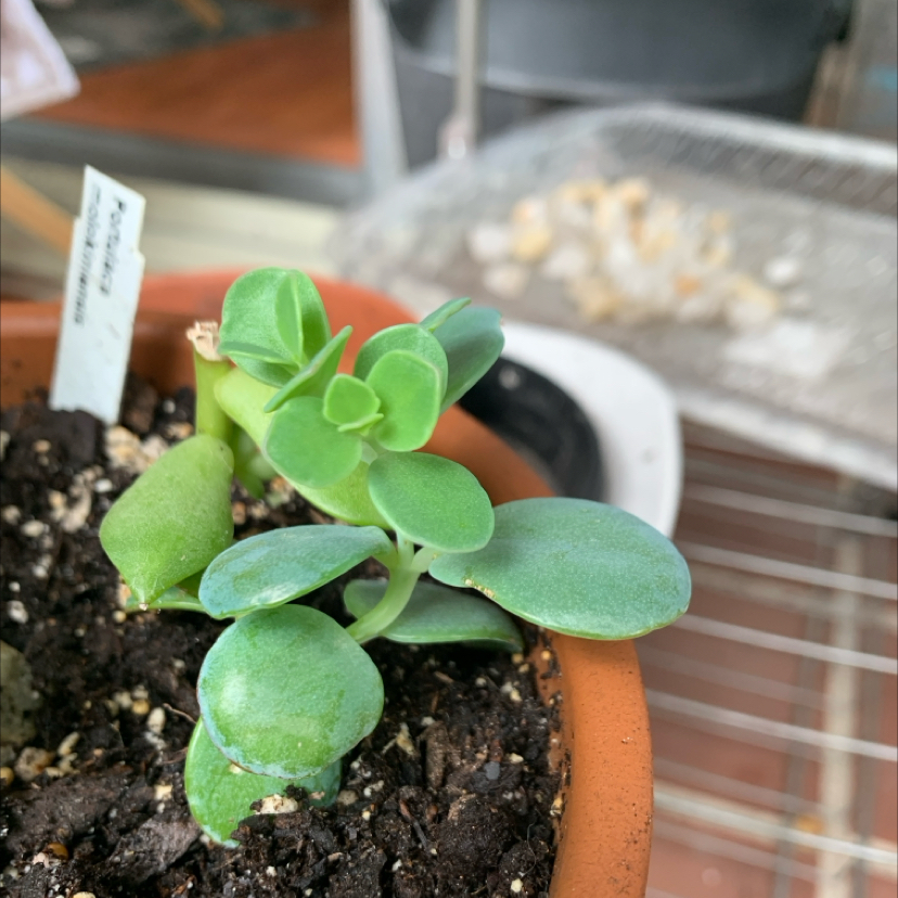 Healthy 'Ihi succulent plant in a terracotta pot with visible soil.