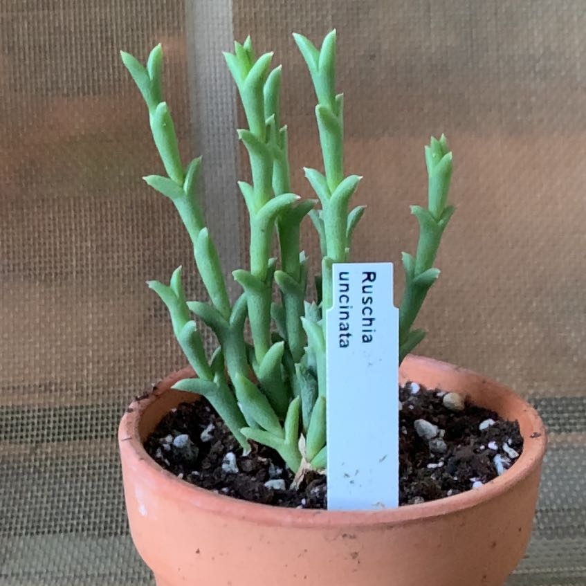 Photo of the plant species Doringvygie by @LordPecan named Kardashian on Greg, the plant care app