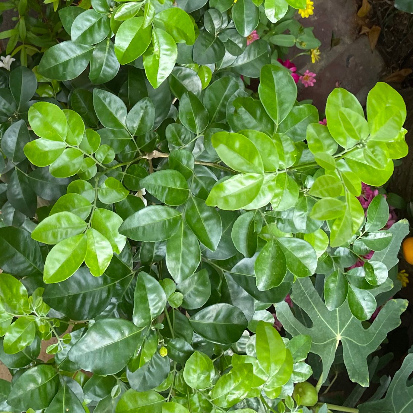 propagating mock orange from cuttings