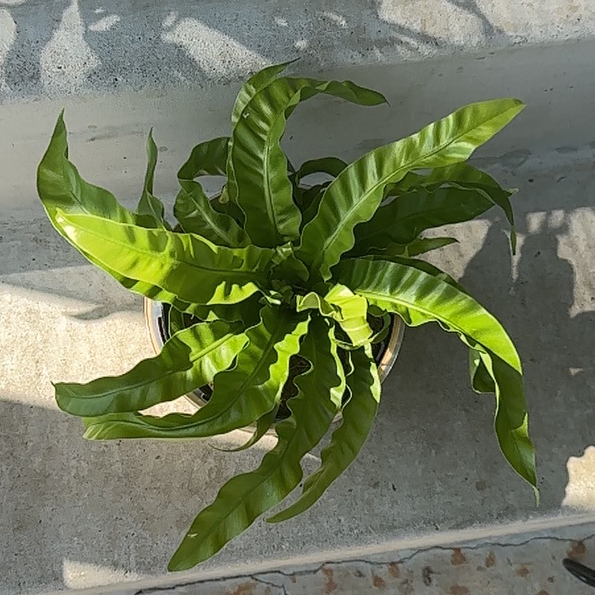 Healthy Hurricane Fern with vibrant green leaves in a pot.