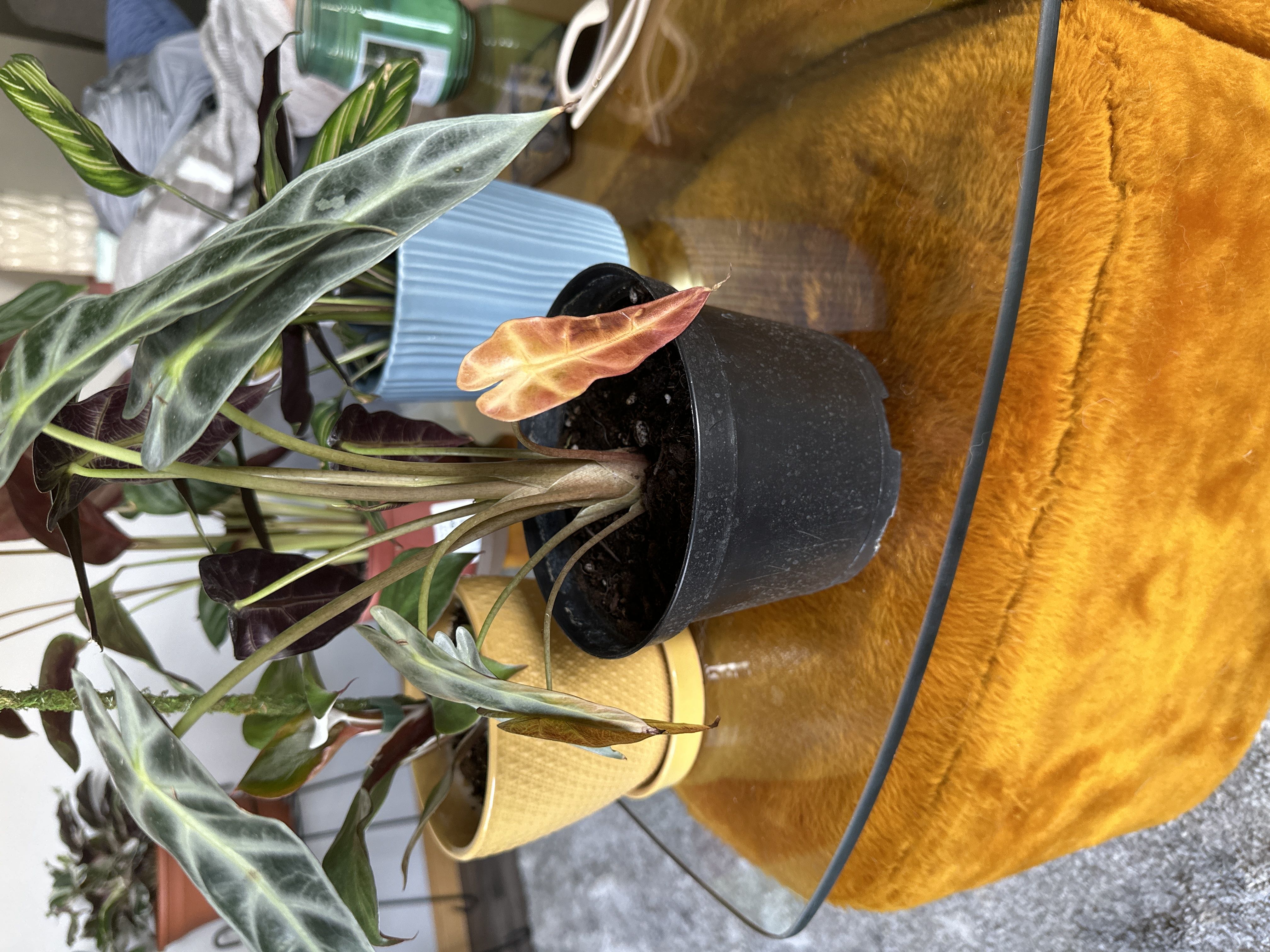 Photo from the post