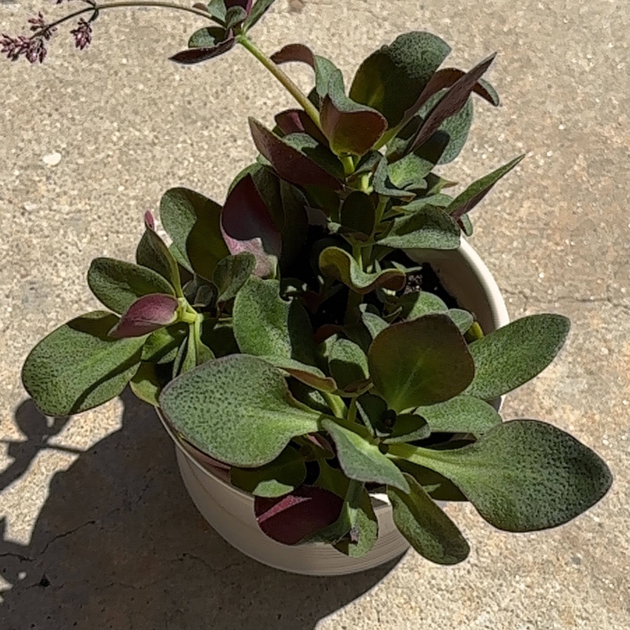 Potted Fairy Crassula plant with thick green leaves and some red tinges.