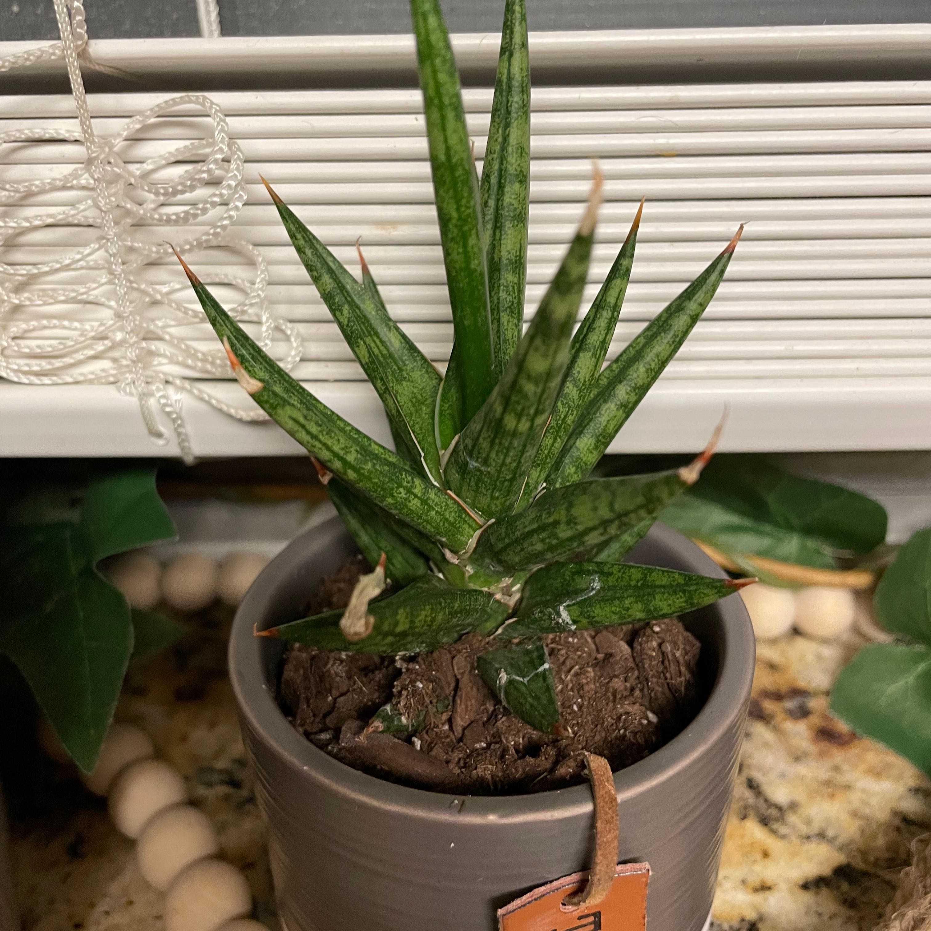 Sansevieria francisii plant in a small pot with visible soil, well-framed and in focus.