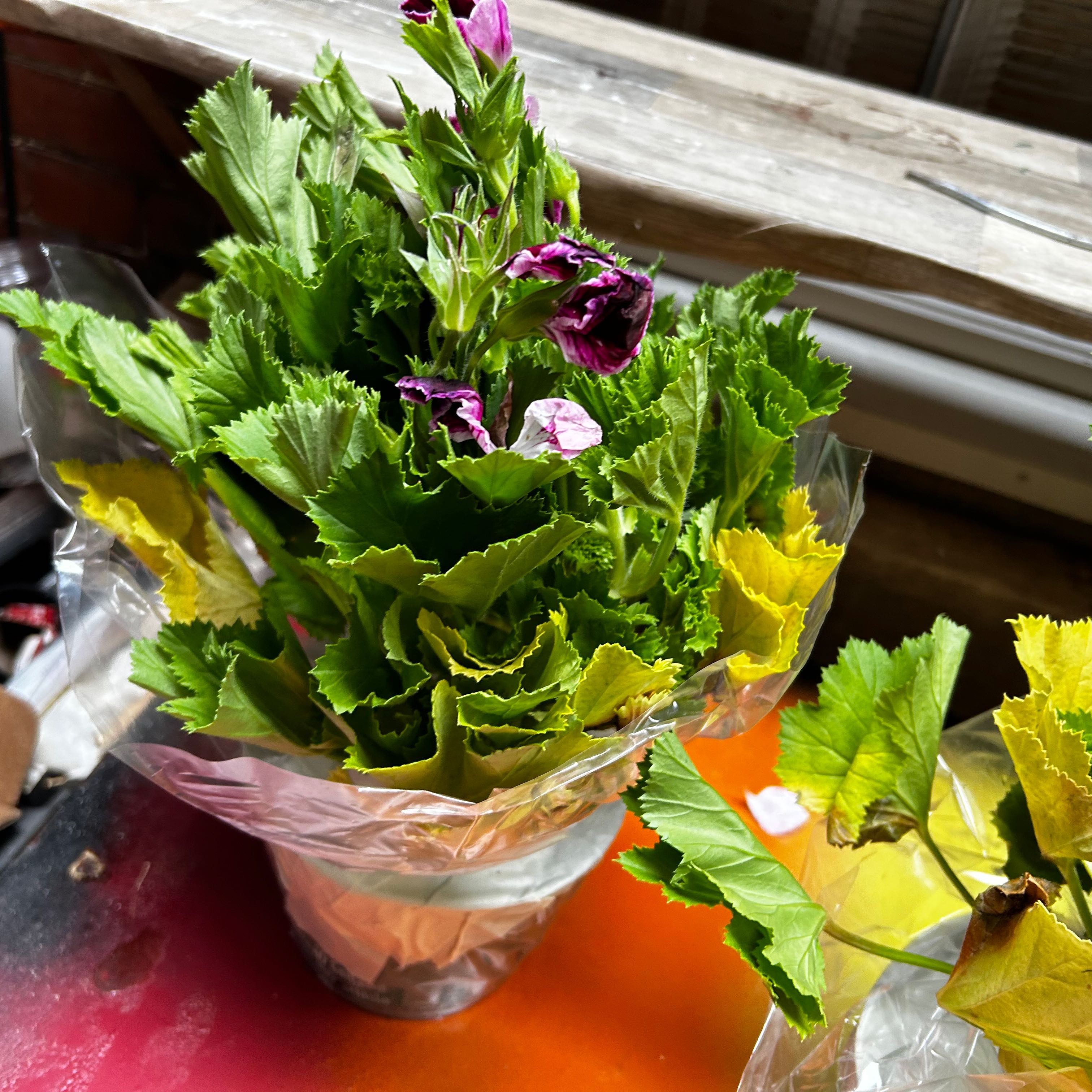 Photo of the plant species Martha Washington Geranium by @AlternateDodder named Mochi on Greg, the plant care app