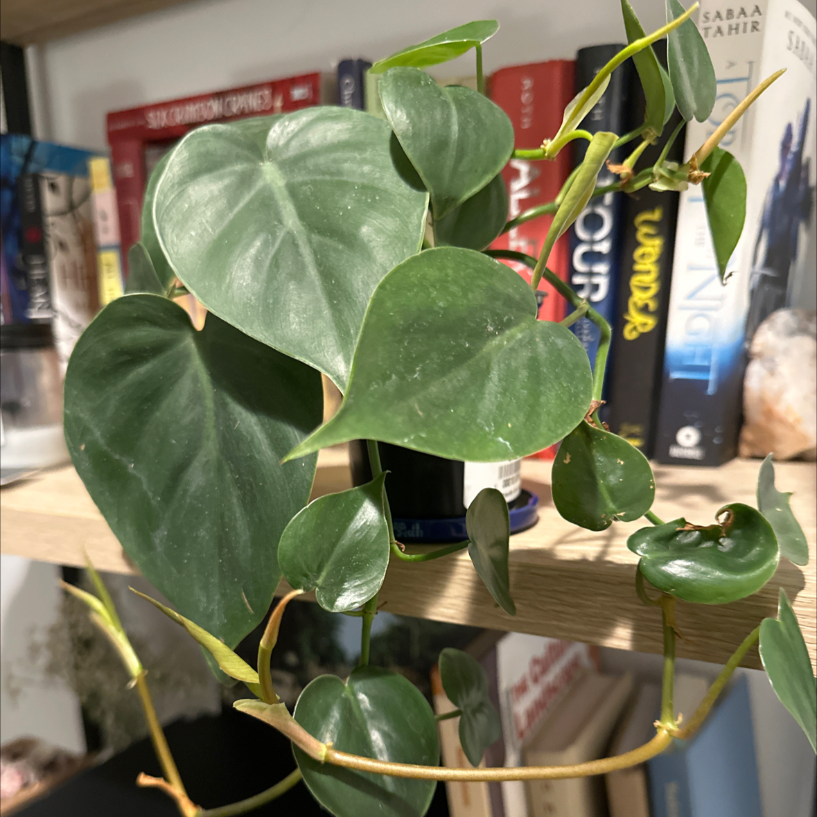 Philodendron cordatum plant with healthy green leaves on a shelf with books in the background.