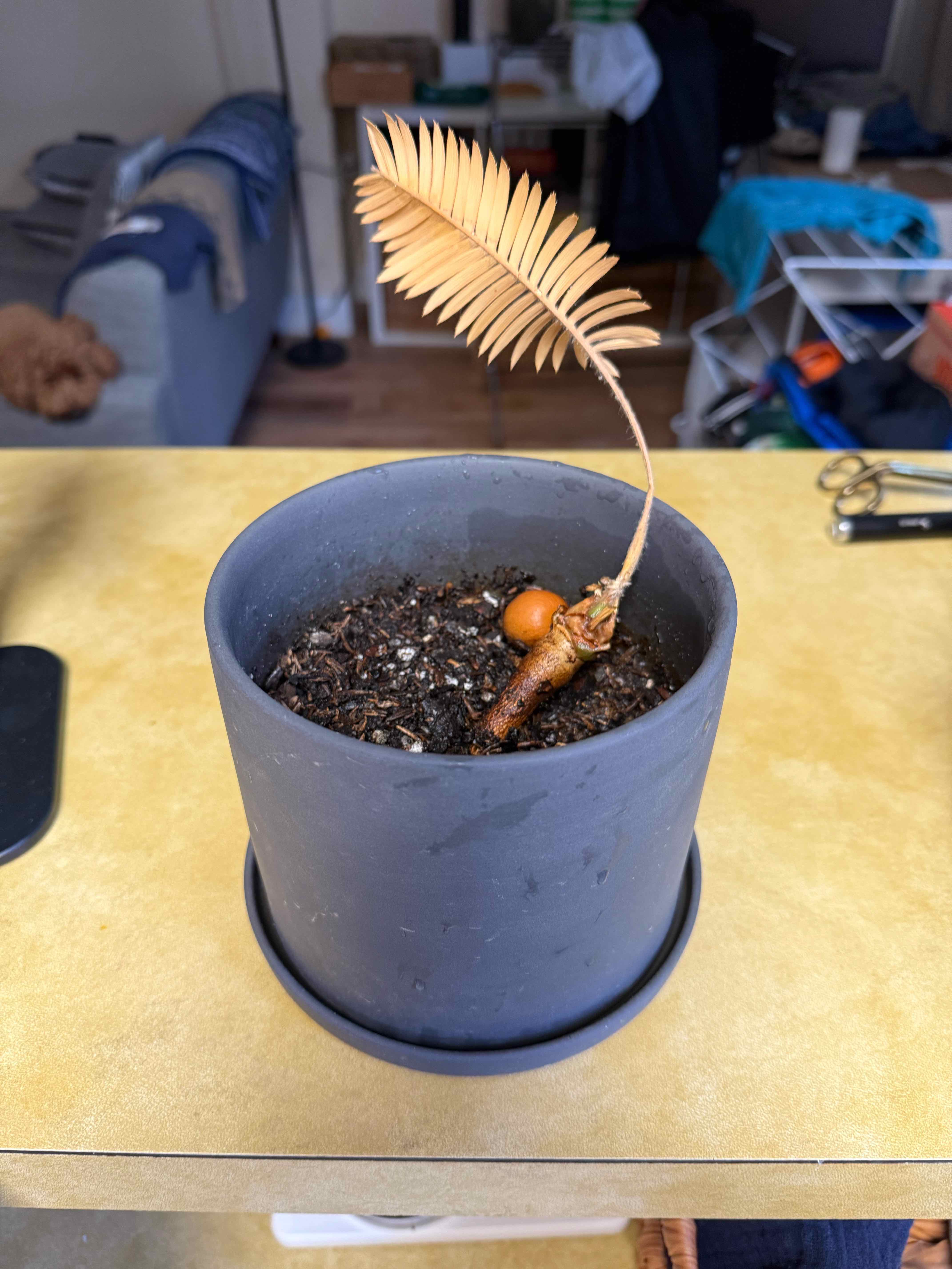Photo of the plant species Dioon edule by @DelightfulRye named Elude on Greg, the plant care app