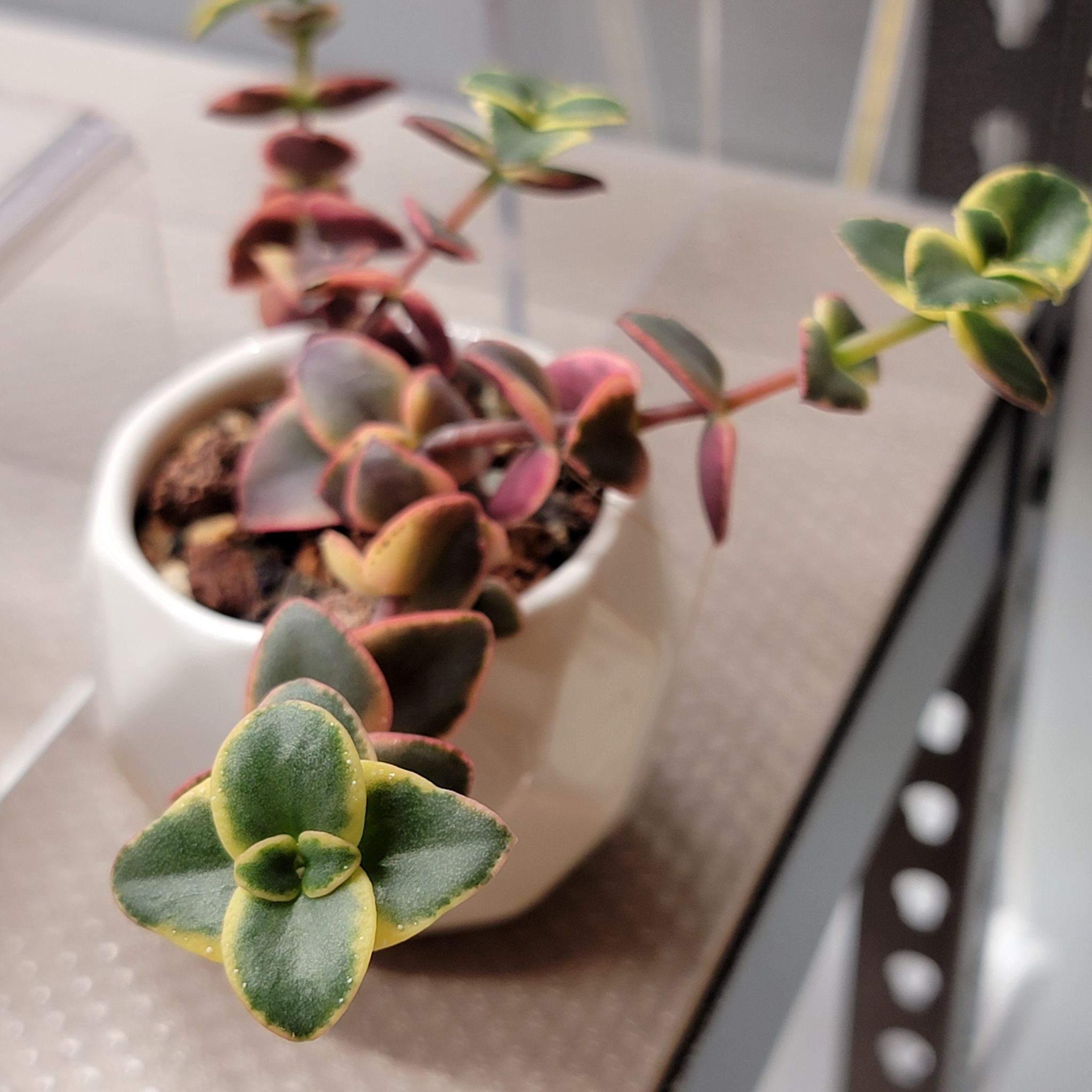 Potted Calico Kitten succulent with variegated leaves, green with yellow edges and some reddish hues.