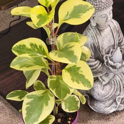 Variegated Baby Rubber Plant plant
