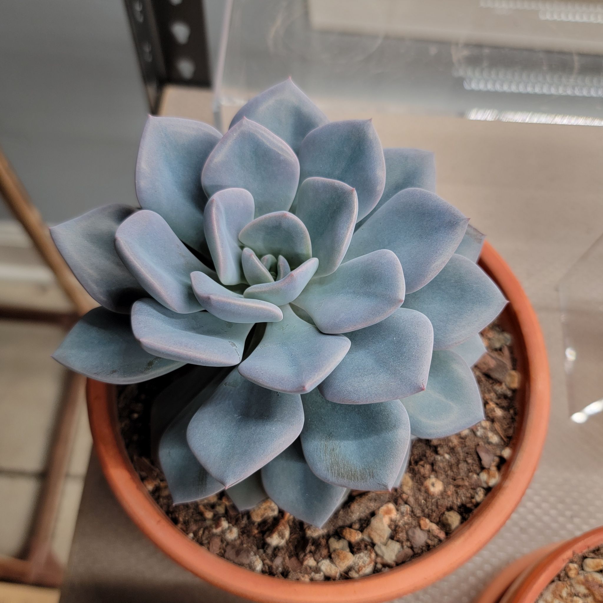 Healthy Graptoveria 'Debbie' succulent in a small pot with visible soil.