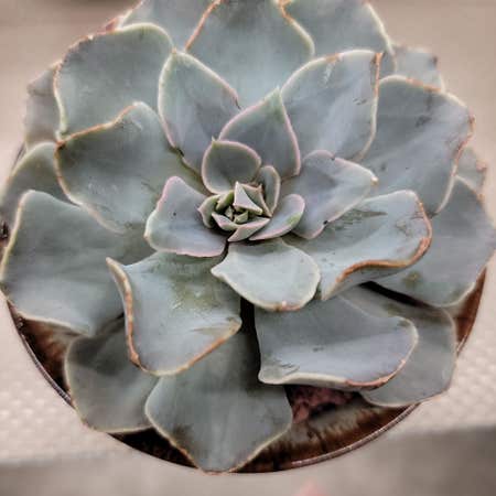Photo of the plant species Echeveria 'Tsunami' by @Bunny413 named Curly on Greg, the plant care app