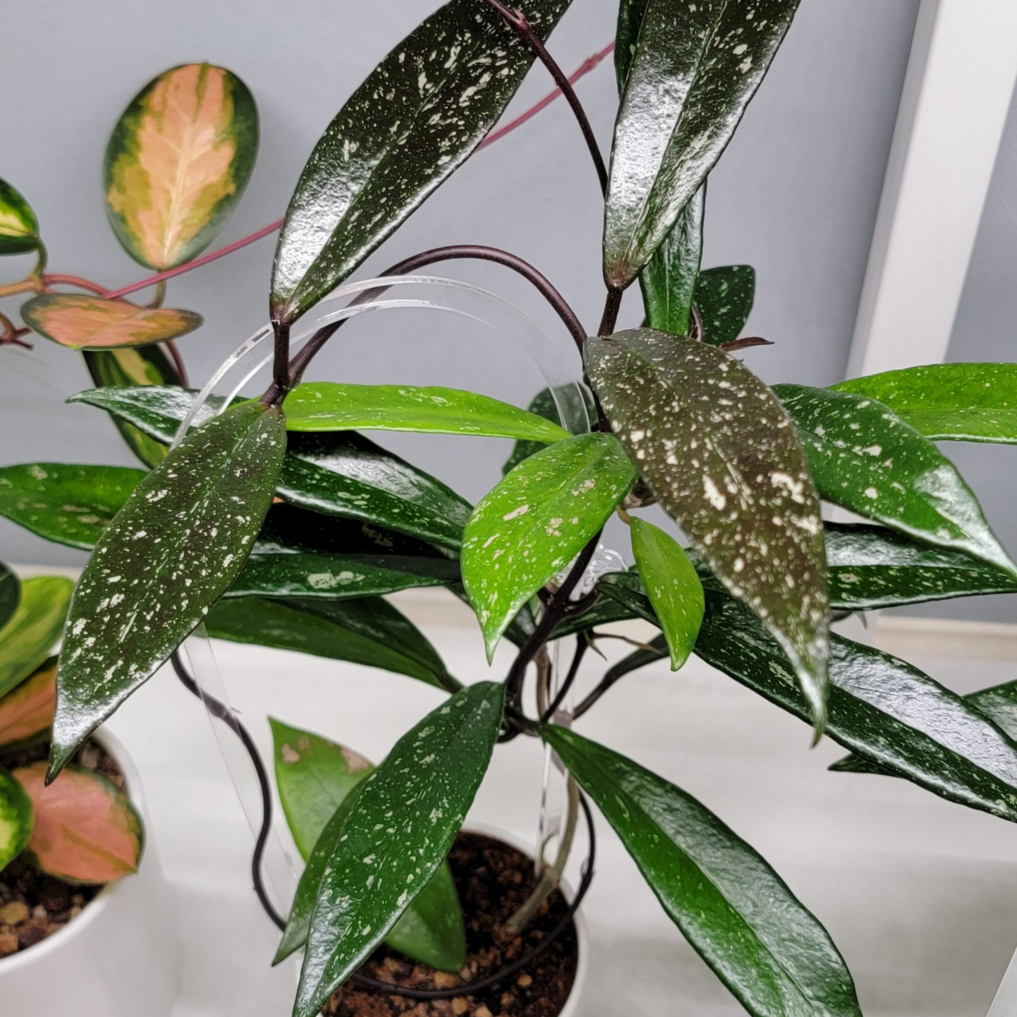 Photo of the plant species Pink Silver Pubicalyx by @Bunny413 named Hope on Greg, the plant care app