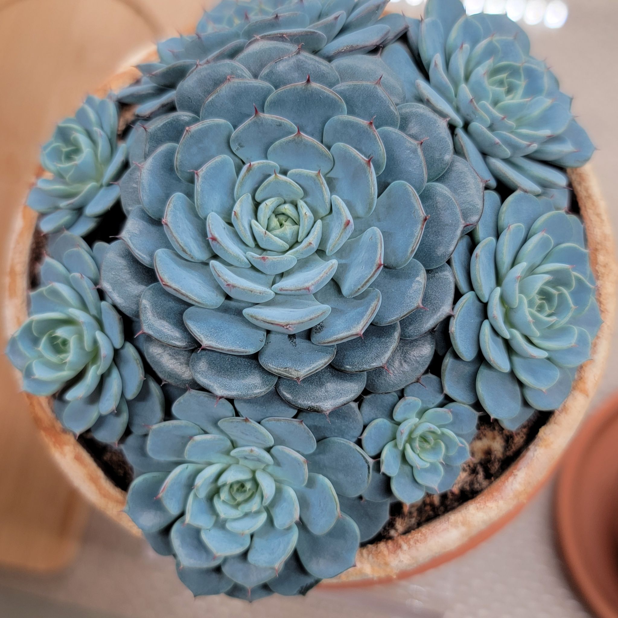Photo of the plant species Echeveria 'Azulita' by @Bunny413 named Mini on Greg, the plant care app