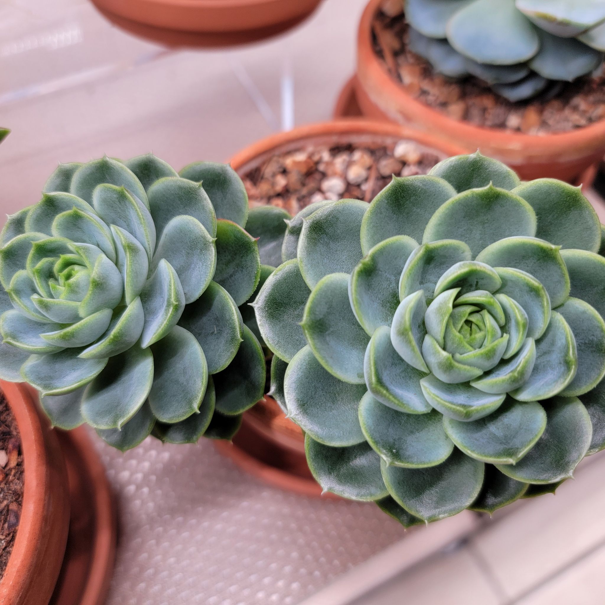 Photo of the plant species Echeveria 'Seaglass' by @Bunny413 named Lassie on Greg, the plant care app