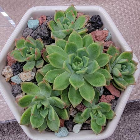 Photo of the plant species Echeveria 'Marcus' by @Bunny413 named Markus on Greg, the plant care app