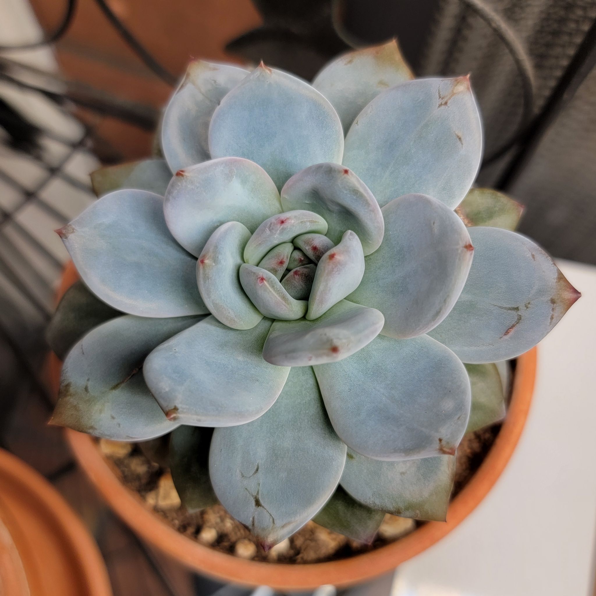 Echeveria 'Tippy' succulent plant in a pot with minor browning on leaf edges.