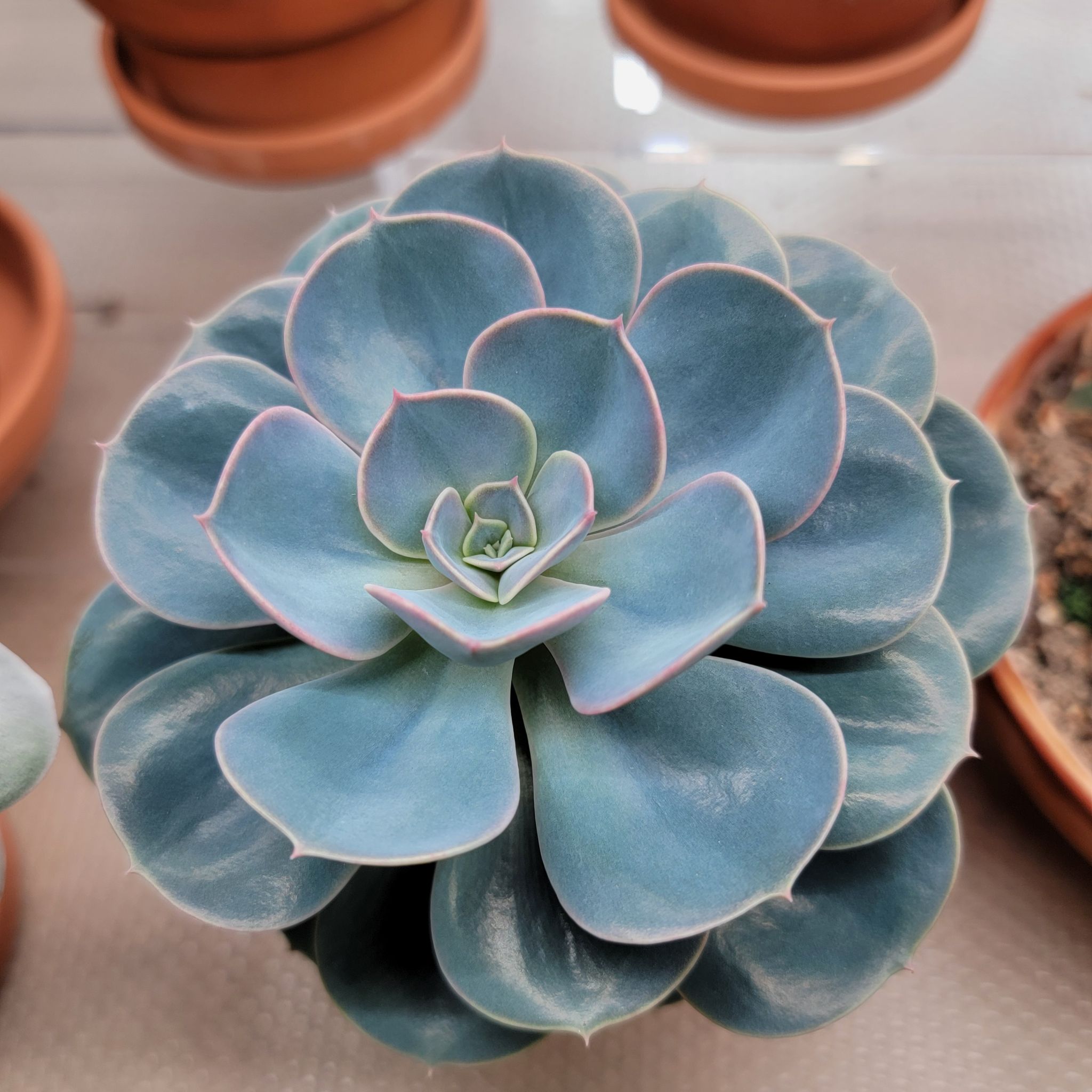 Photo of the plant species Echeveria 'Green Pearl' by @Bunny413 named Green Pearl on Greg, the plant care app