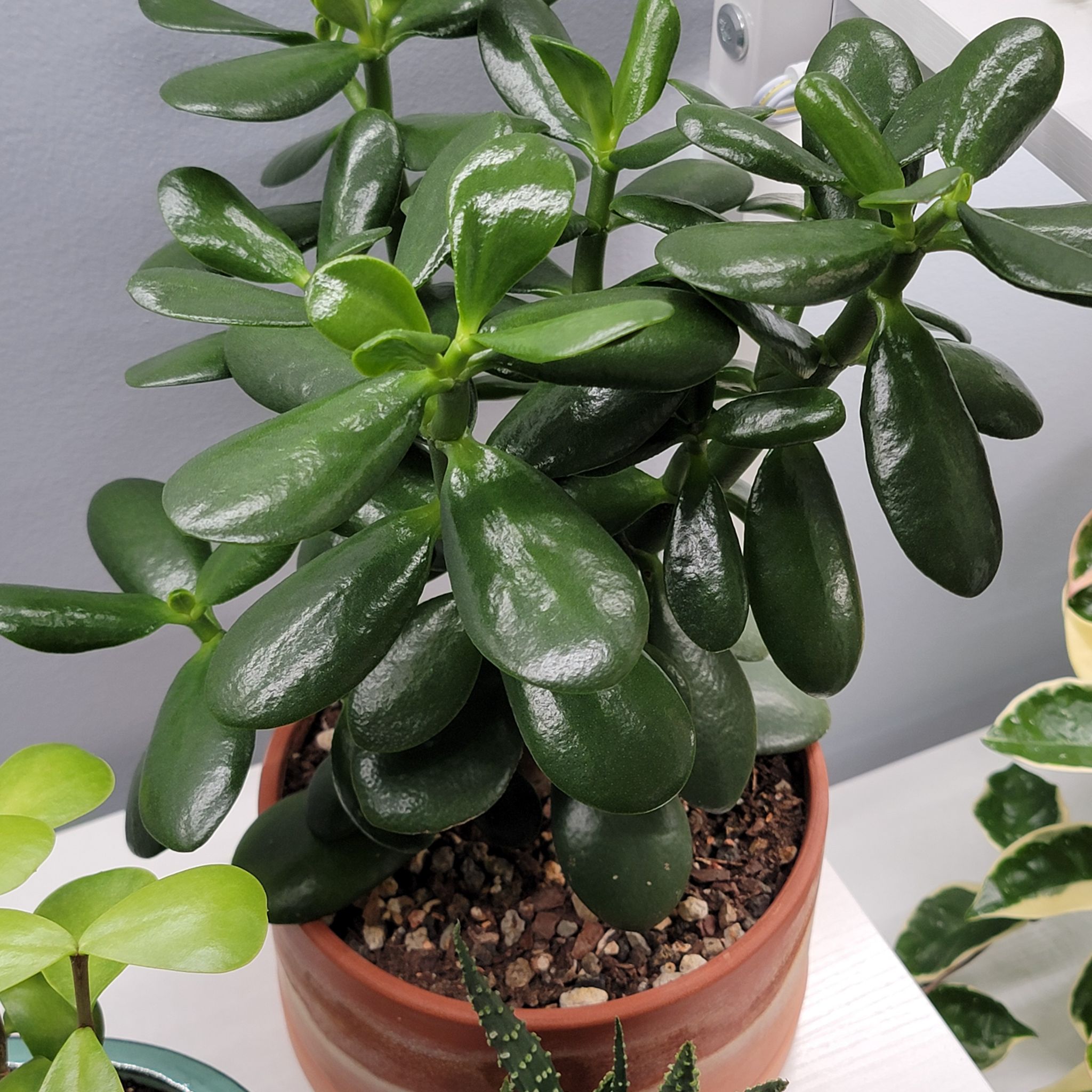 Healthy Golden Jade plant in a terracotta pot with glossy green leaves.