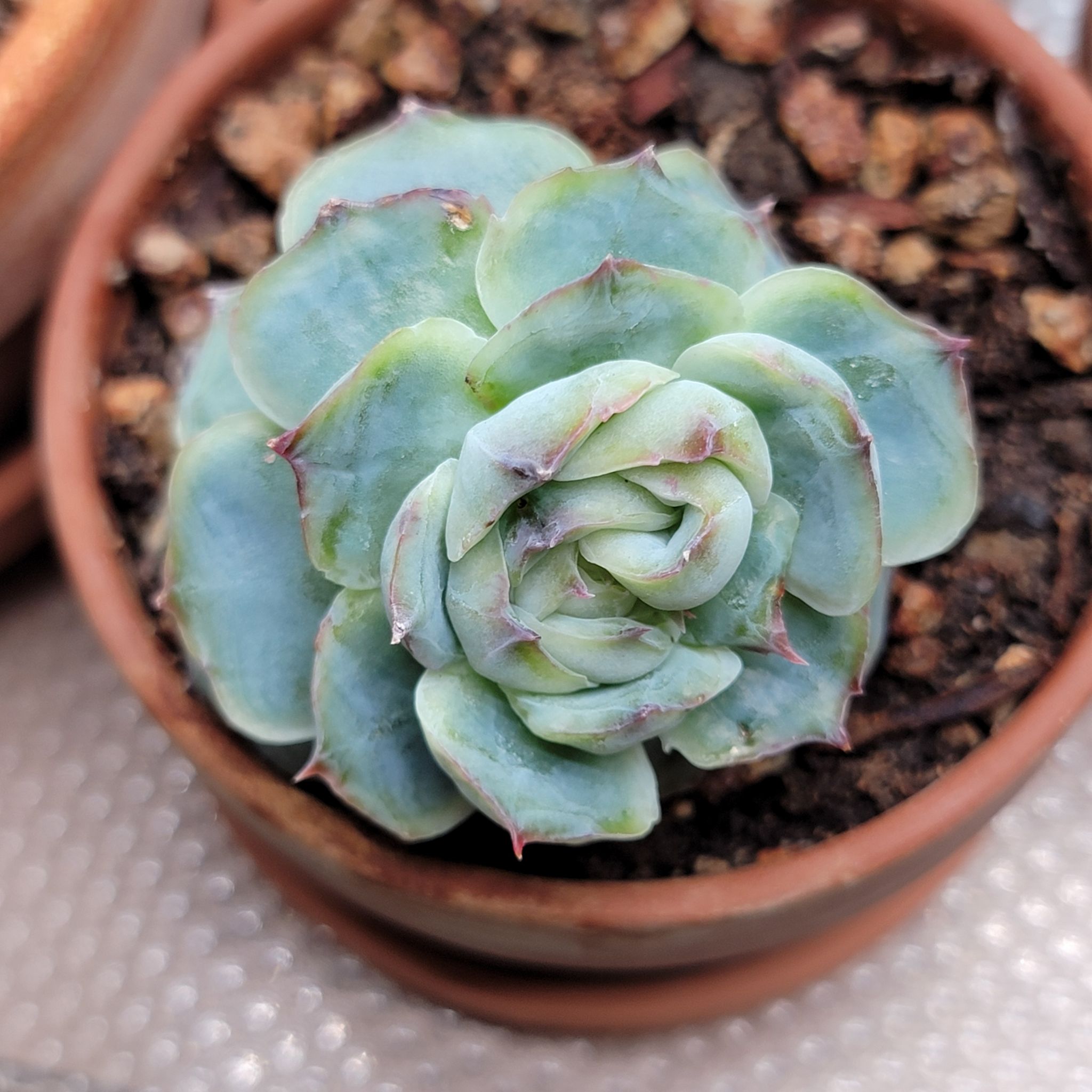 Photo of the plant species Echeveria 'Suyon' by @Bunny413 named Suryeon on Greg, the plant care app