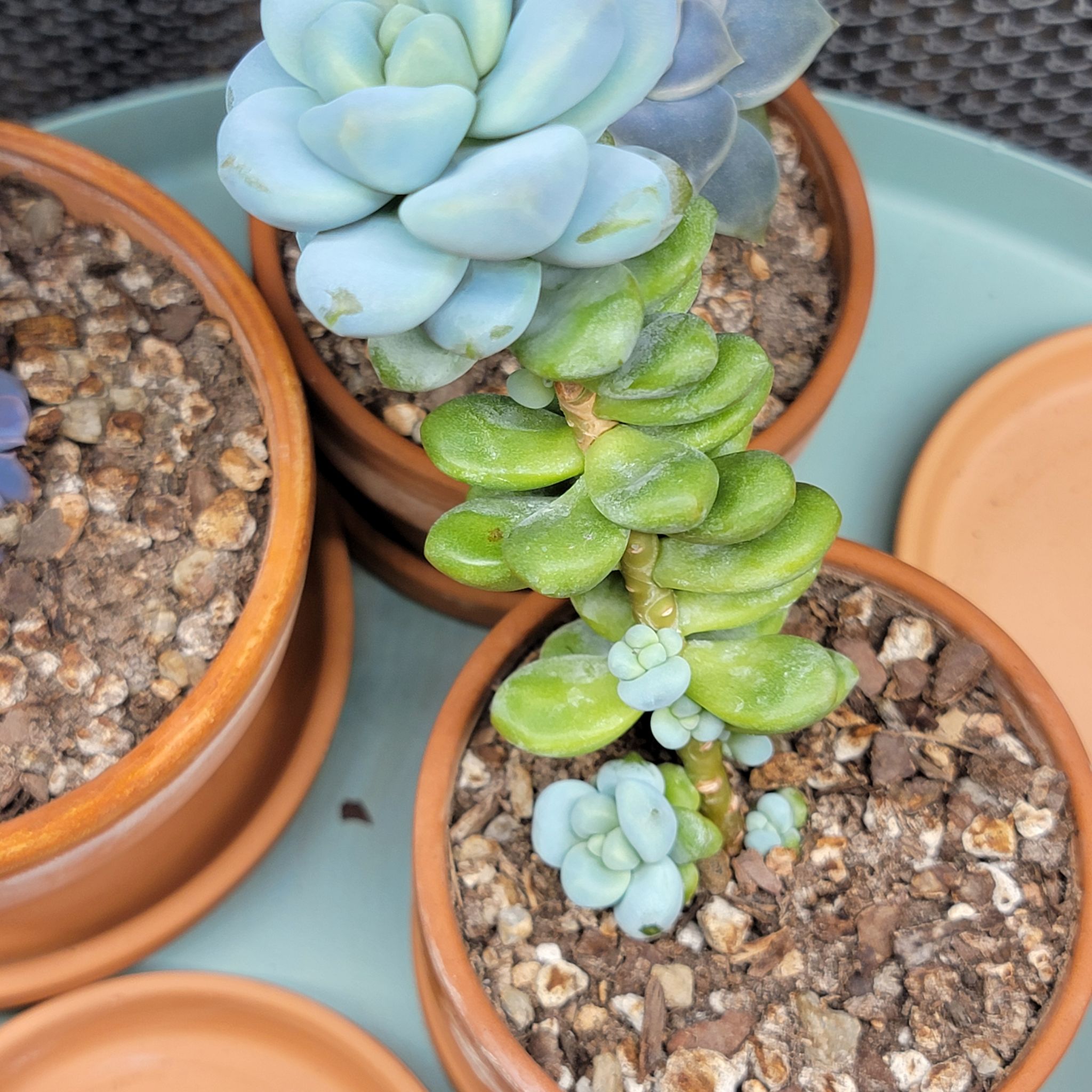 Sedum treleasei plant in a small pot with visible soil and healthy green and blue-green leaves.